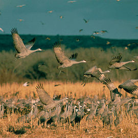Audubon’s Nebraska Crane Festival
